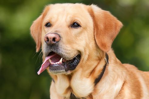 Ketahui, Ini Penyebab Telinga Anjing Terkulai