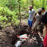 2 Paus Kepala Melon Mati Terdampar di Alor NTT