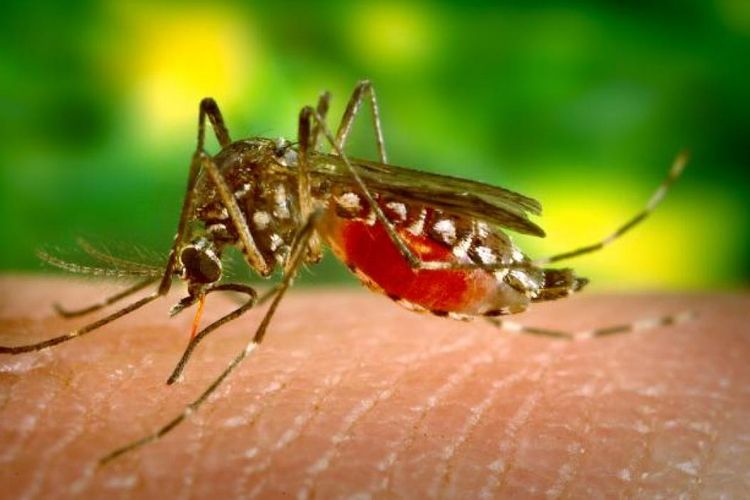 Nyamuk anopheles, pembawa parasit Plasmodium sp. yang menyebabkan penyakit malaria