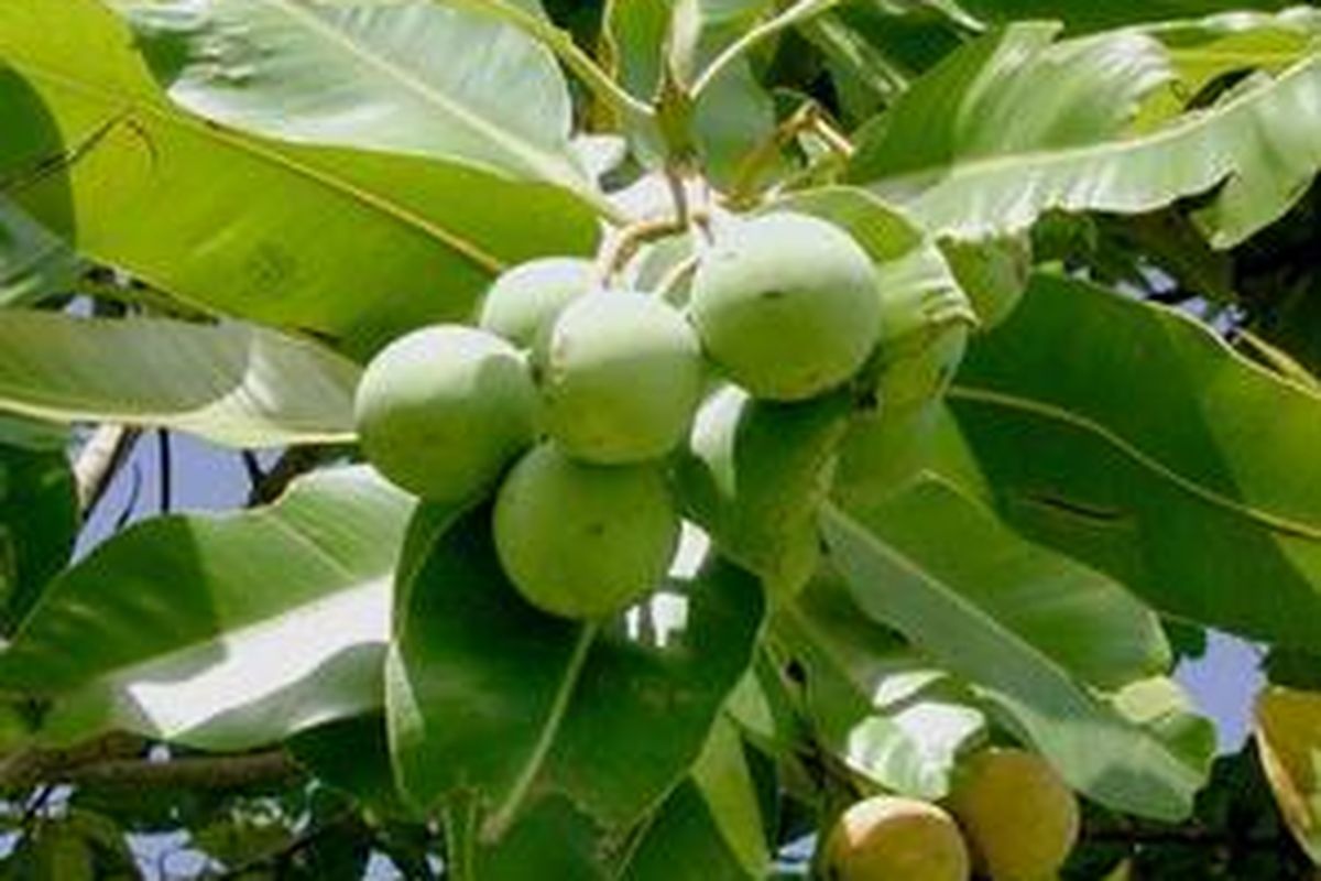 Nyamplung atau kosambi