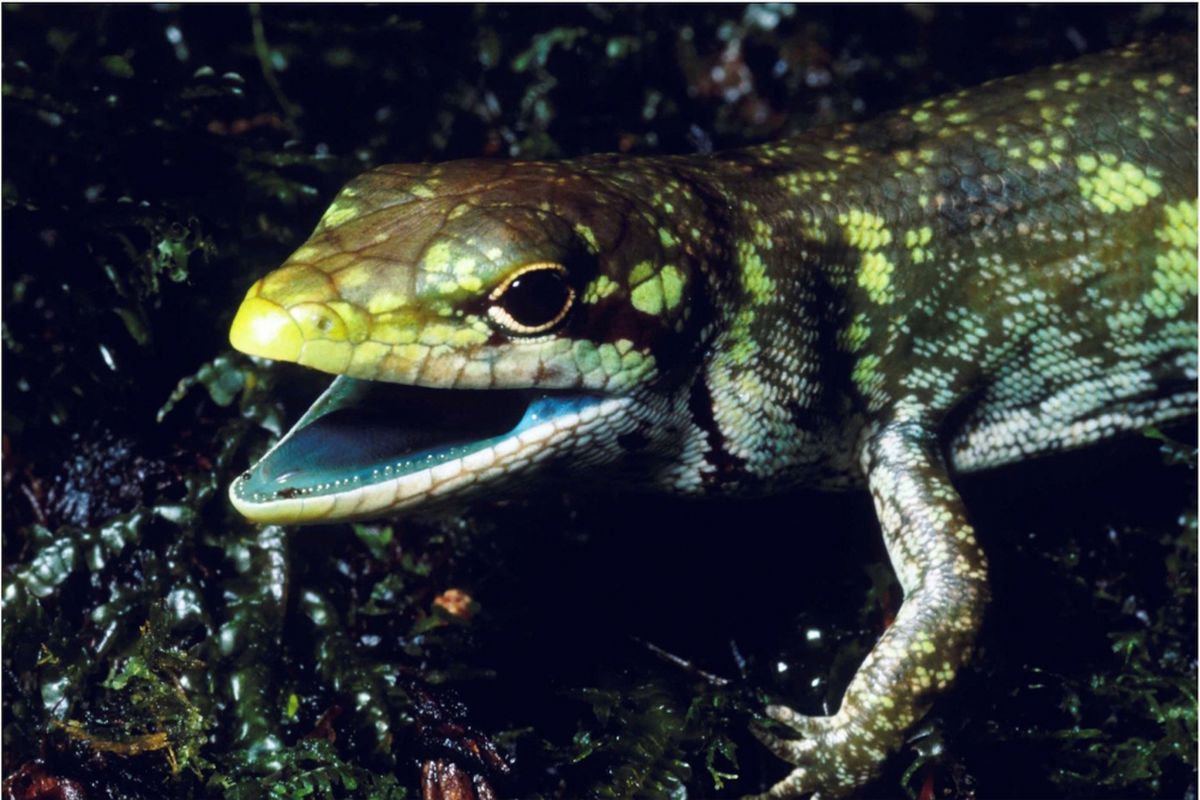 Prasinohaema virens, kadal berdarah hijau asal Papua Niugini
