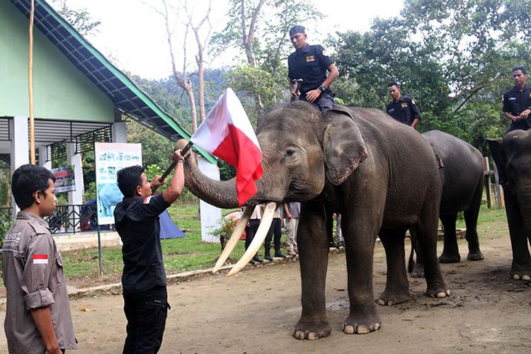 Tiga ekor Gajah Sumatera (Elephas maximus sumatranus) jinak dilibatkan dalam upacara pengibaran bendera merah putih untuk memperingati HUT Ke 73 RI di lokasi Conservation Response Unit (CRU) Kecamatan Sampoiniet, Kabupaten Aceh Jaya. Jum’at (17/08/18). Satu ekor gajah jantan dan dua betina dilibatkan menjadi bagian pasukan pengibar bendera yang diikuti puluhan peserta dari berbagai kalangan,  pengibaran bendera yang pertama sekali dilakukan di CRU Sampoiniet Aceh Jaya ini dilakukan sebagai bentuk edukasi kepada warga sebenarnya gajah yang belakangan kerap terjadi konflik dengan manusia sesungguhnya hewan itu dapat hidup berdampingan dan harus dilindungi keberlangungan hidupnya.