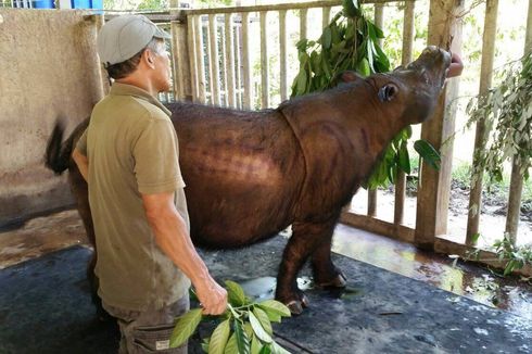 Punah Sudah Badak Sumatera di Malaysia…