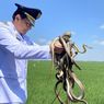 Asal Ular Tentukan Efektivitas Pembasmian Tikus secara Alami di Indramayu