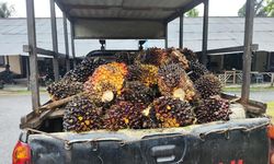 Intensifikasi Lahan Tanpa Memperluas Area Tanam Kunci Keberlanjutan Perkebunan Sawit 