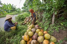 Ini Daftar Daerah Penghasil Kelapa Terbesar di Indonesia