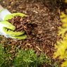 7 Jenis Mulsa Organik untuk Melindungi Tanaman dan Kebun dari Penyakit