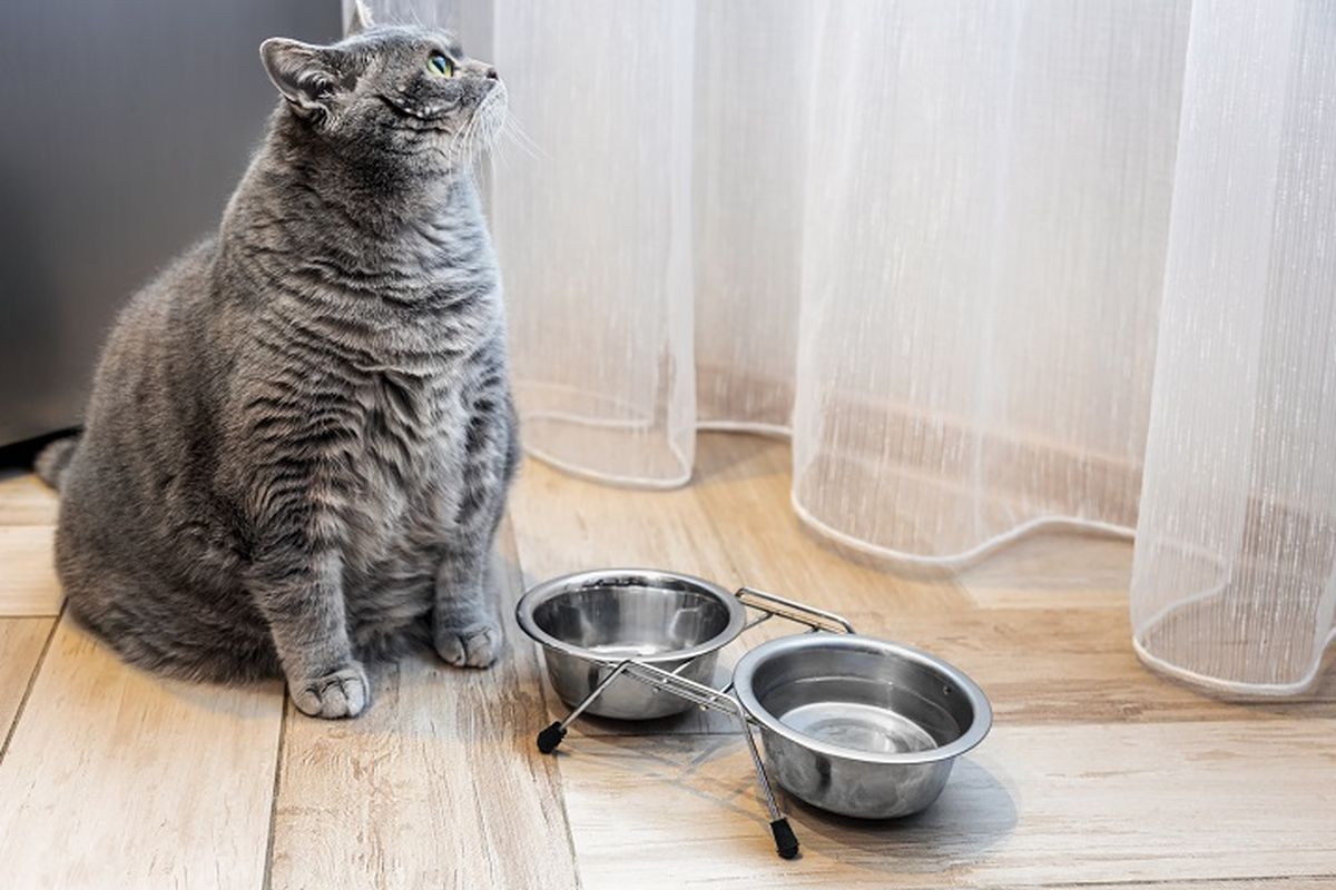 Ilustrasi kucing obesitas, ilustrasi kucing gemuk.