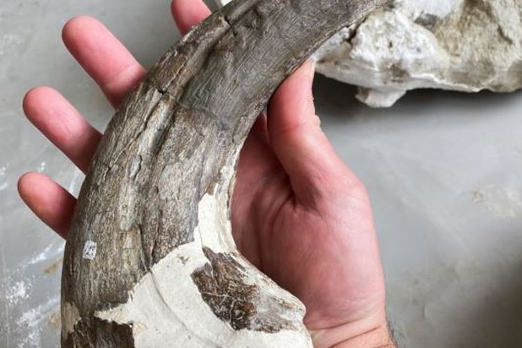 Cakar jempol raksasa dinosaurus megaraptor berkerabat dengan (tetapi secara geologis jauh lebih tua daripada) spesies baru Joaquinraptor casali.
