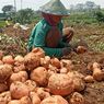 Masuki Musim Hujan, Harga Ubi Jalar di Magetan Anjlok Rp 1.600 Per Kg