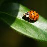 8 Fakta Kepik Ladybug, Serangga Kecil yang Bisa Mengusir Hama