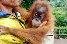 Mengenal Orangutan Tapanuli, Kerabat Dekat Manusia