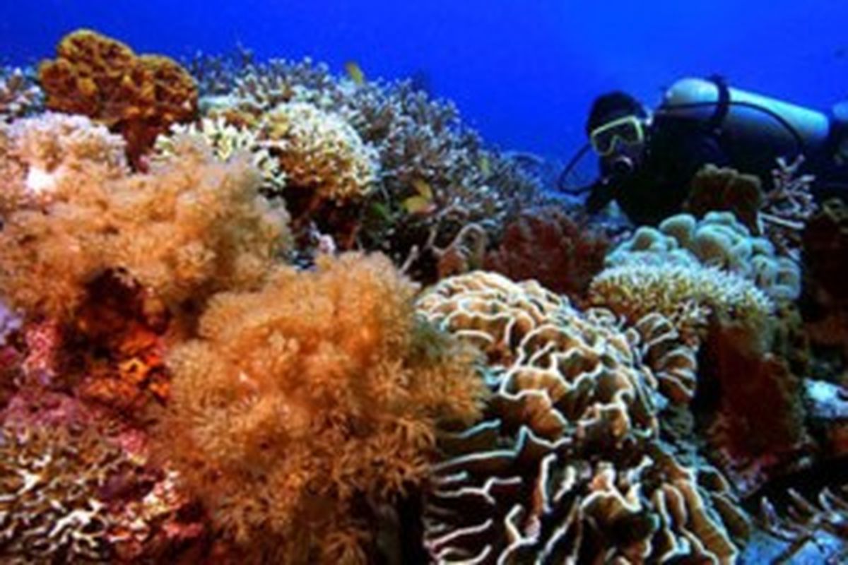 Keindahan bawah laut di Pulau Sangalaki, Kepulauan Derawan, Kalimantan Timur.
