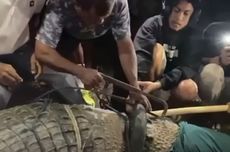 Indonesian Man Rescues Crocodile Tangled in Tire for Years in Central Sulawesi