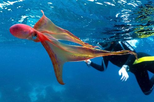 Gurita Paling Langka Ini Menampakkan Diri di Great Barrier Reef