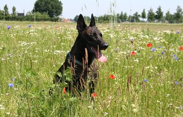 Ilustrasi ras anjing Dutch Shepherd. 