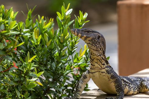 Bagaimana Cara Biawak Berkembang Biak?