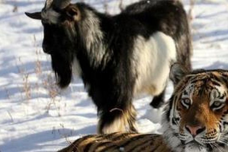 Amur, seekor harimau Siberia, dan Timur, seekor kambing, hidup rukun di sebuah kandang harimau di kebun binatang di Rusia.