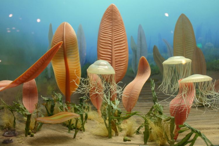 Ilustrasi lautan Ediakara, menampilkan Charnia masoni, hewan cnidaria, Wiwaxia, Dickinsonia, Springgina dan Tribrachidium.