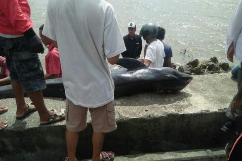 4 Ekor Paus Mati Terdampar dalam 2 Pekan di Pantai Bima, BKSDA Sebut Fenomena Baru