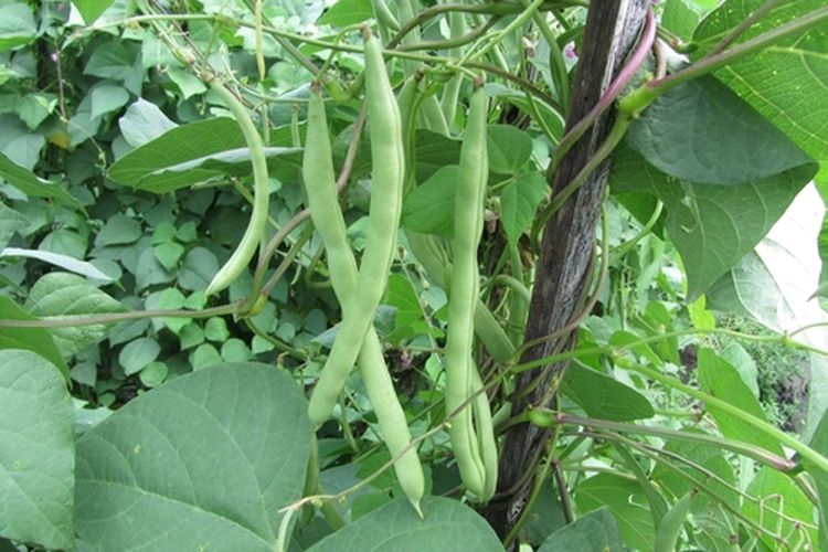 ilustrasi tanaman buncis