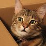 Mengapa Kucing Suka Bersembunyi di Kotak Kardus?