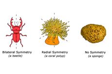 Jenis Hewan Berdasarkan Bentuk Simetri Tubuhnya