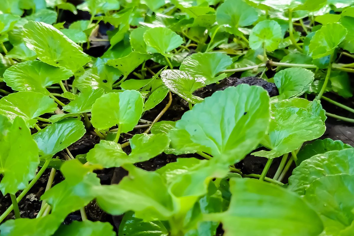 Ilustrasi tanaman pegagan (Centella asiatica).