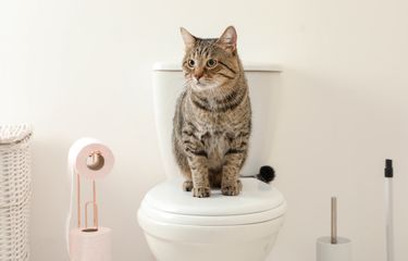 Ketahui, Cara Mengatasi Kucing Mencret Halaman all - Kompas.com