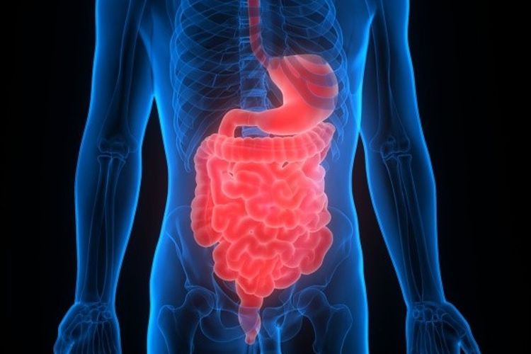 Sistem pencernaan berperan penting dalam membangun daya tahan tubuh 