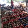 Harga Porang di Banyuwangi Anjlok sampai Rp 6.000 Per Kg, Petani Minta Bantuan Dinas Pertanian