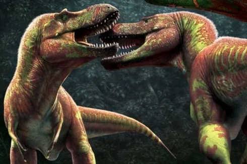 Luka di Tengkorak Ungkap T-rex Saling Gigit Muka Saat Pendekatan ke Lawan Jenis