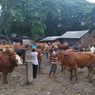 Peternak Banyuwangi Resah Harga Sapi Anjlok hingga Rp 3 Juta Imbas PMK