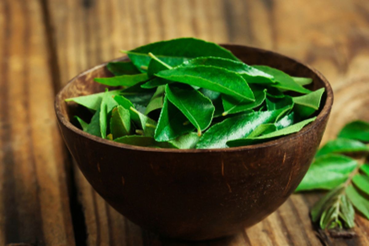 Ilustrasi daun kari, salam koja