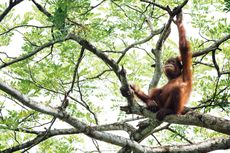 Perusahaan Tambang Beri Orangutan Rumah Baru di Lahan Reklamasi