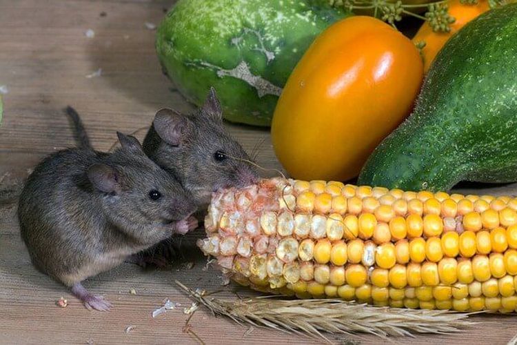 Ilustrasi tikus menggerogoti makanan.