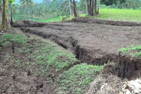 Dua Hektar Sawah Gagal Tanam Akibat Pergerakan Tanah di Cianjur