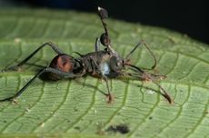 Bukan Menyerang Manusia, Jamur Cordyceps Ubah Semut Jadi Zombi