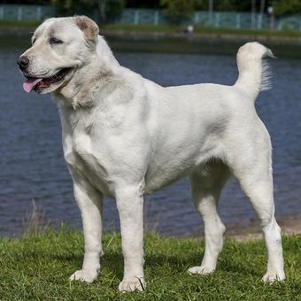Ilustrasi anjing - Anjing ras Central Asian Shepherd.