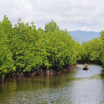 Kondisi hutan bakau warga bajau serumpun yang subur. Mereka memperjuangkan pelestarian hutan ini untuk kehidupan masa depan yang lebih baik.