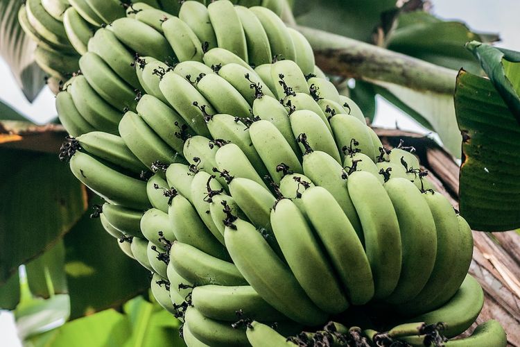 Ilustrasi pohon pisang, tanaman pisang, budidaya pisang.