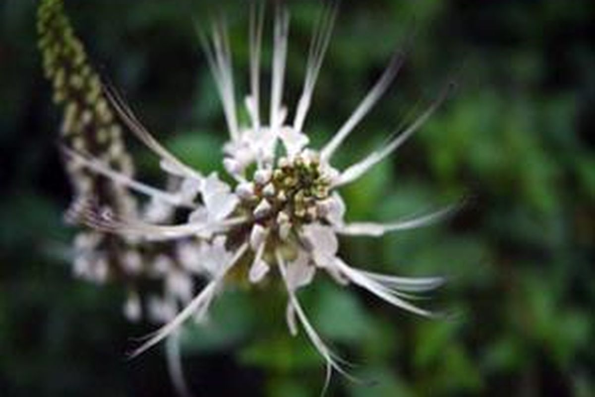 Tanaman kumis kucing.