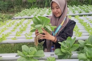 Dari Lahan Sempit Jadi Profit, Fina Raup Puluhan Juta Sebulan Lewat Urban Farming