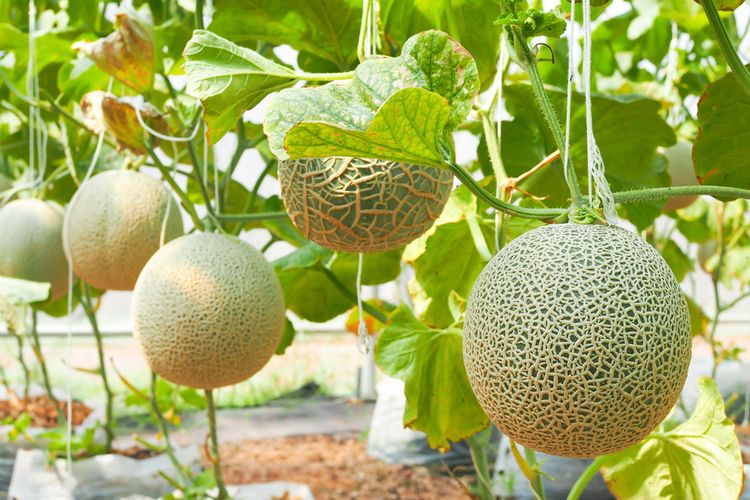 Ilustrasi menanam melon madu di greenhouse