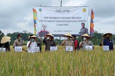 Petani di Tasikmalaya Gagas Padi Ramah Lingkungan Penangkal Iklim La Nina, Panen 3 Kali Setahun