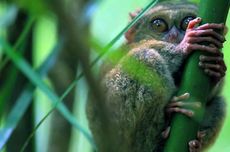 Tarsius Makassar: Si Kecil Segudang Peran