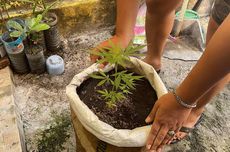 Tanam Ganja di Karung Semen, Buruh Bangunan di Mataram Ditangkap