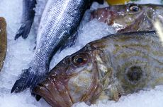Jadi Perbincangan, Benarkah Filet Ikan Dori adalah Patin?