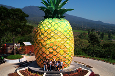 Keseruan Wisata Edukatif di Tugu Nanas Smart Hill Camp