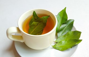 Apakah boleh minum air rebusan daun salam setiap hari?